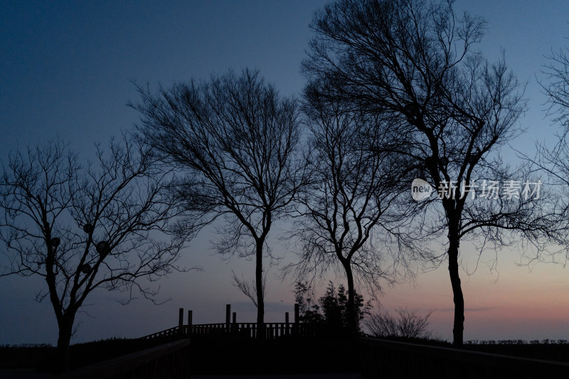 清晨静谧的滨江森林公园海边树木剪影