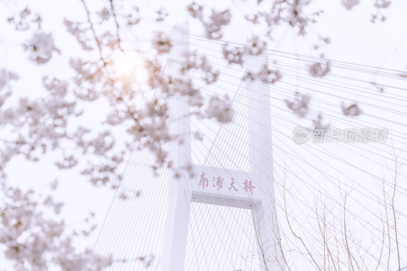 上海南浦大桥与虚化的樱花前景