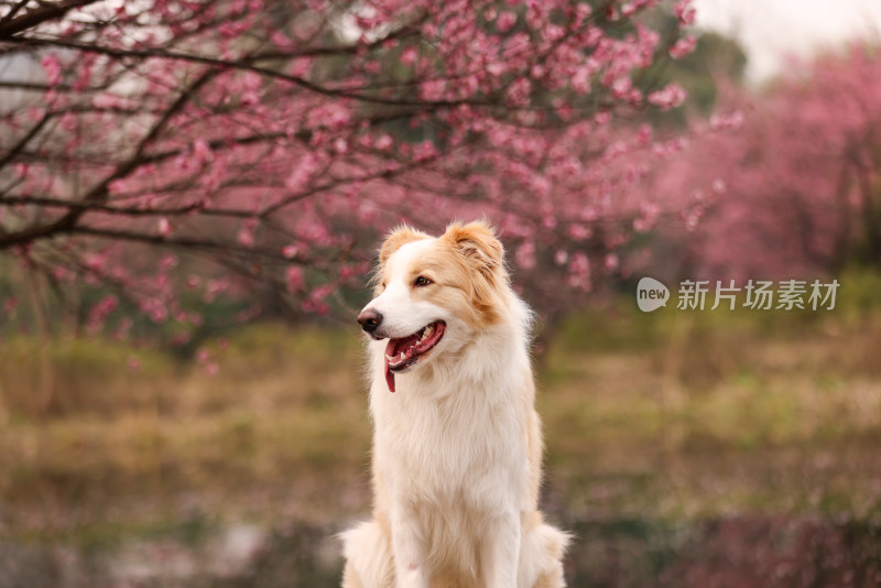 坐在梅花树下的边境牧羊犬