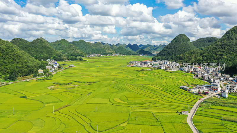 金黄稻谷  美丽乡村 农业产业乡村振兴