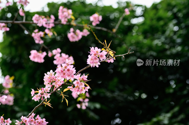 盛开的粉色樱花枝条