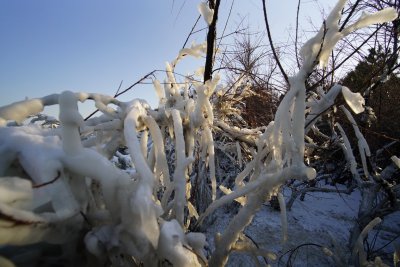 山东省威海市经区威海公园海岸边的树枝冰挂