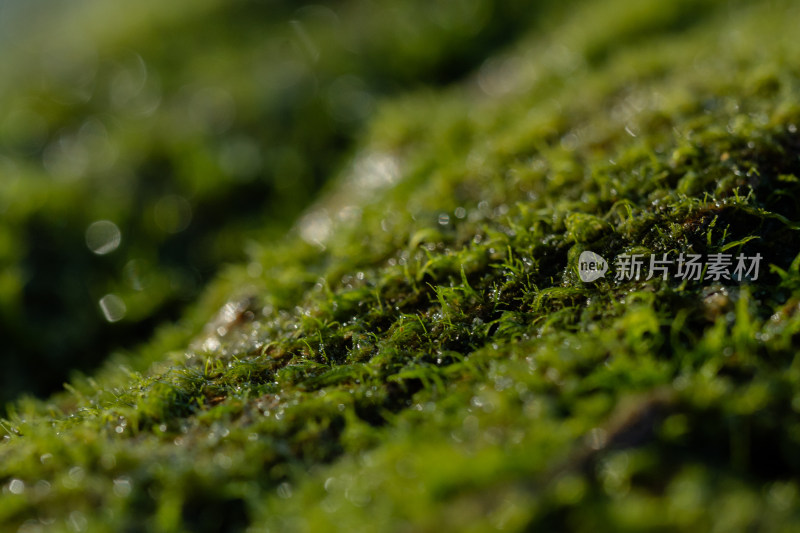 海边岩石苔藓