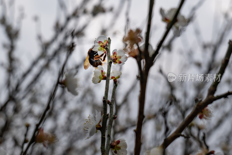 蜜蜂在盛开的梅花枝头采蜜