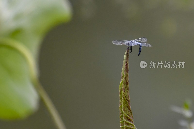 重庆酉阳：夏日荷花别样红