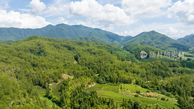 航拍武夷山绿色农田与茶园