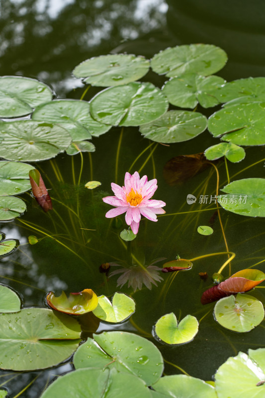 植物园睡莲特写