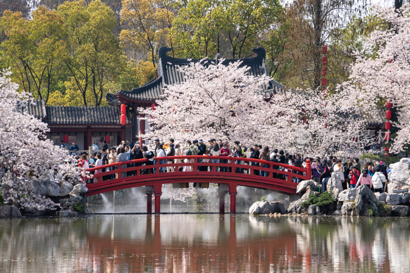 武汉东湖樱花园里的景色