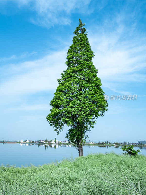 绍兴江南水乡东鉴湖风景