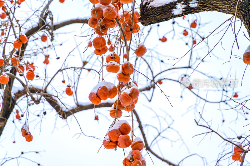 冬季柿子树
