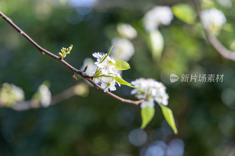 春天豆梨花