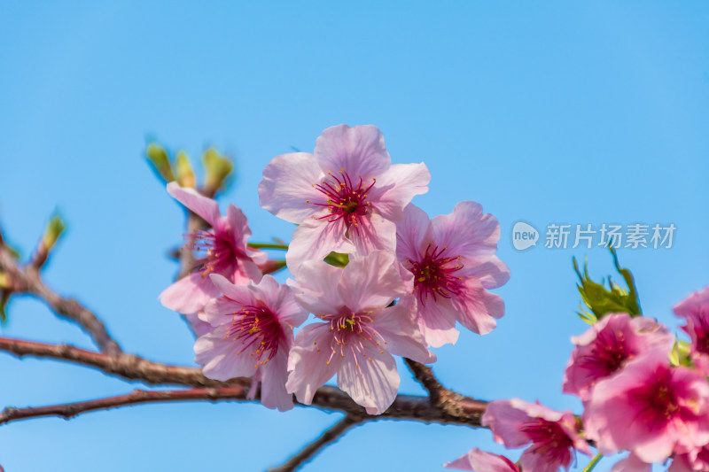 蓝天下绽放的美丽樱花特写