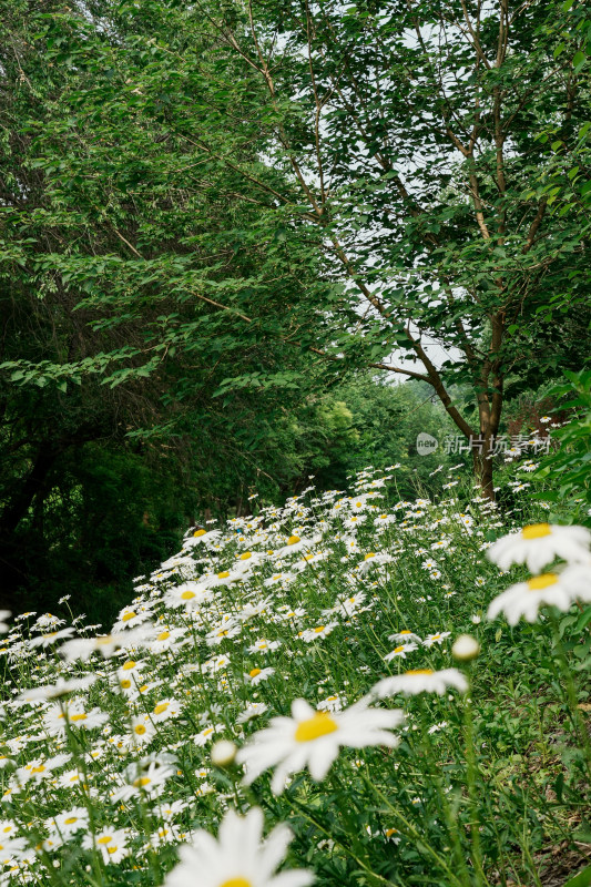 北京北坞公园雏菊