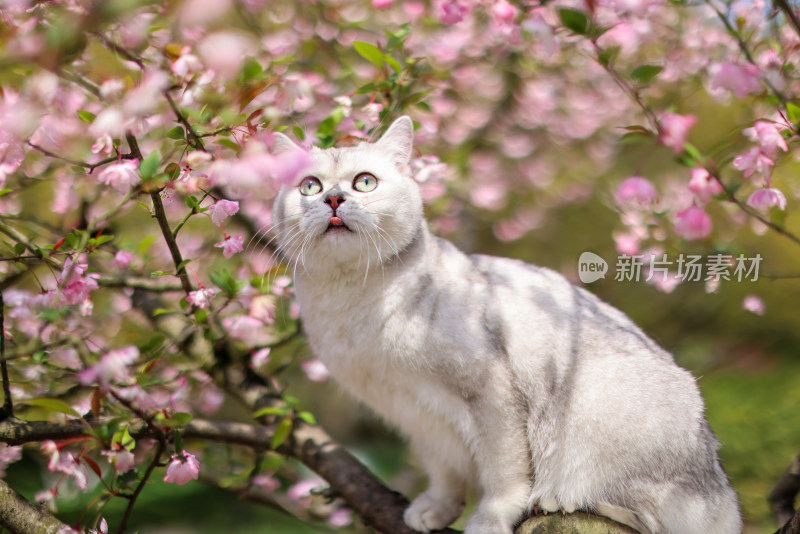 花丛中的猫咪