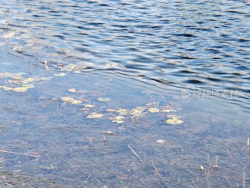 水波上漂浮着睡莲的水面景象