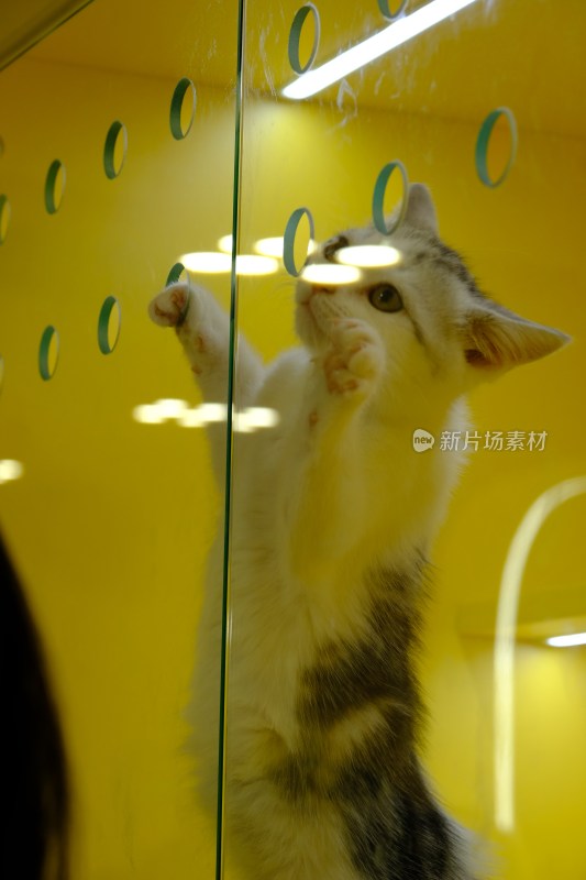 站立小猫扒玻璃画面