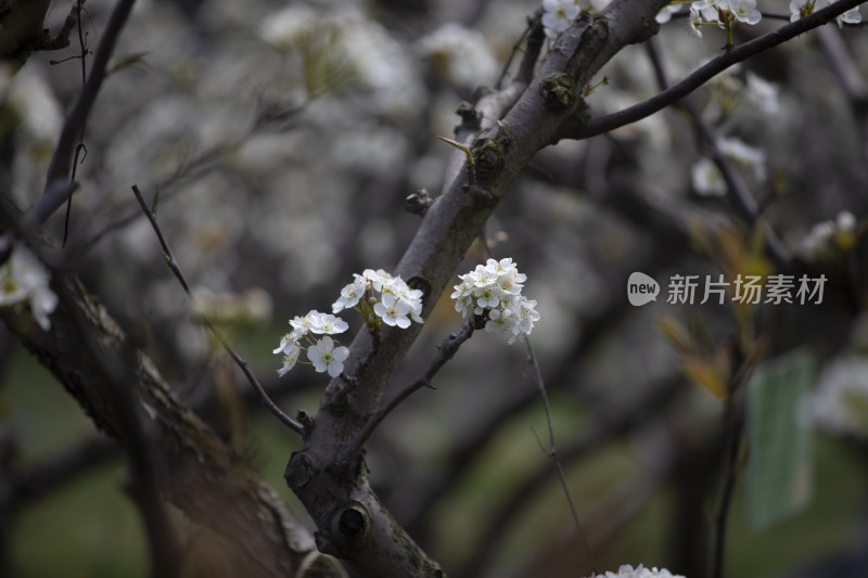 春天梨果园梨花盛开梨花枝头春意盎然