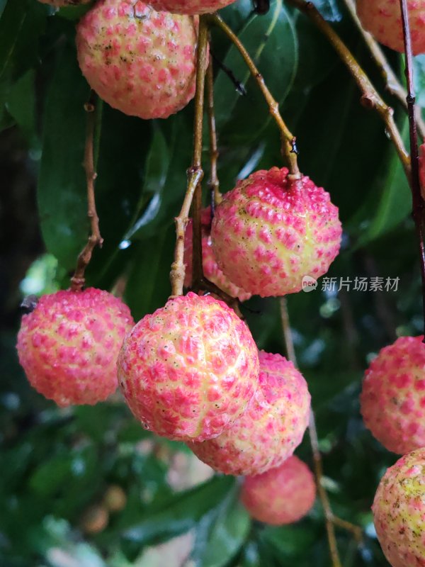 树上成熟的新鲜荔枝