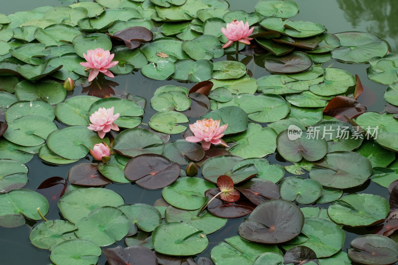 北京国家植物园睡莲