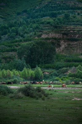 高山草甸河流旁喝水的牛