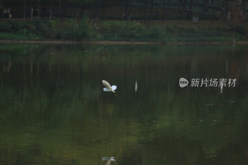 白鹭于湖面低空飞行