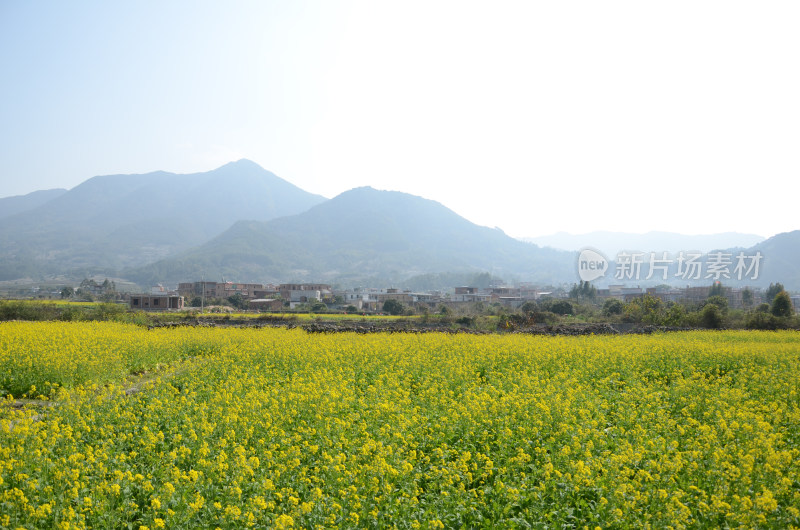 春天盛开的油菜花田