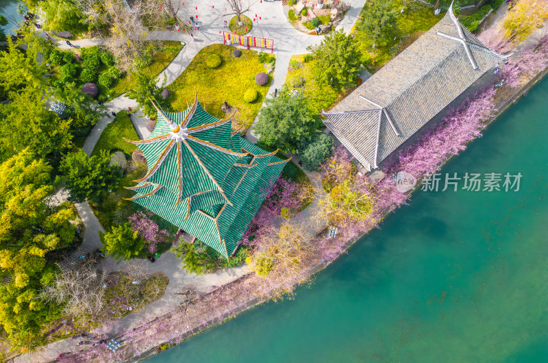 四川成都望江楼古建筑春天樱花园林风景