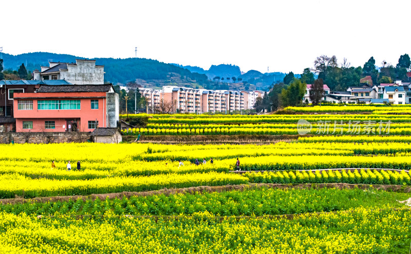 美丽乡村乡村振兴春天油菜花