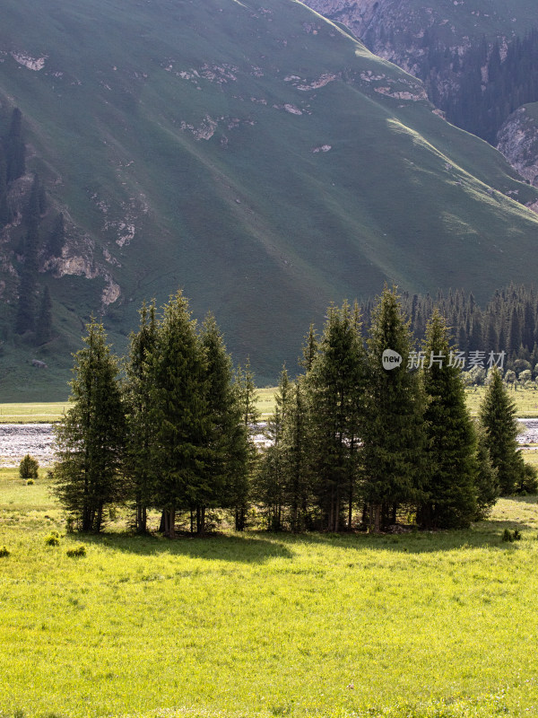 夏天新疆伊犁夏塔，草原树木河流的自然风光