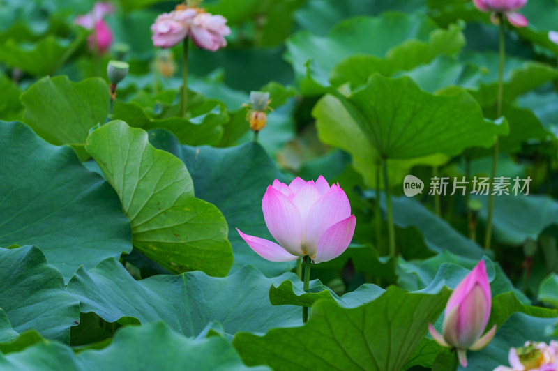 夏季荷塘荷花莲蓬荷叶特写