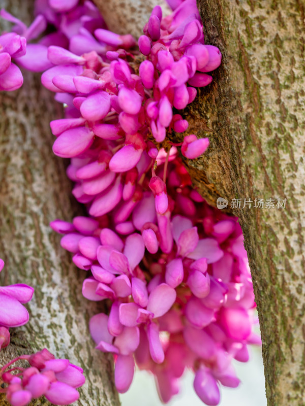 春天里的紫荆花