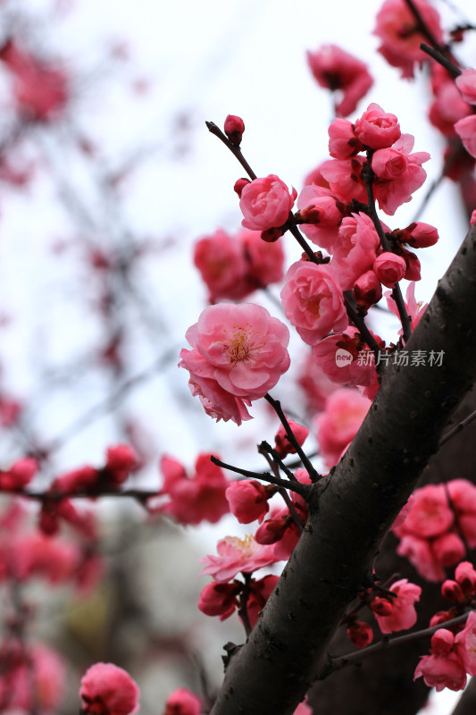 初春绽放的粉红色梅花