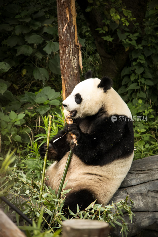 南京红山动物园憨态可掬的大熊猫吃竹子