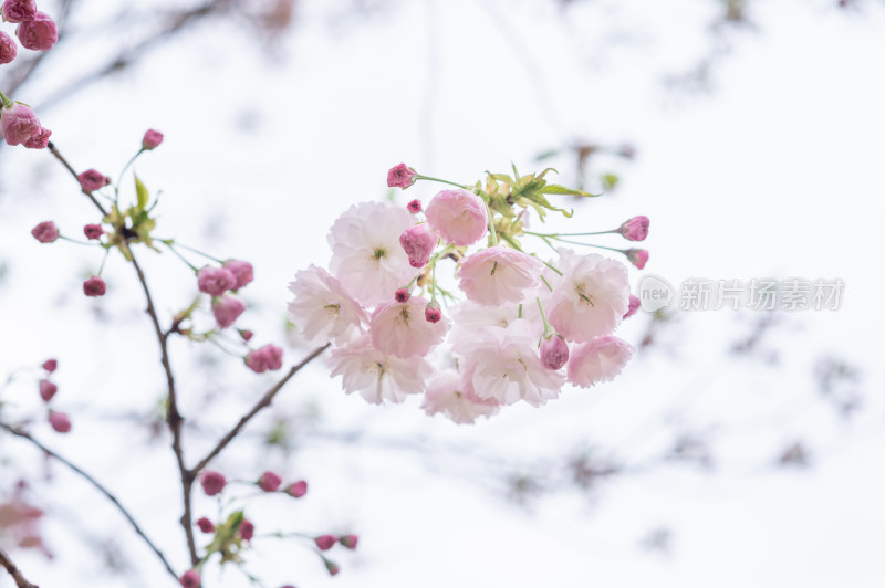 枝头盛开的樱花特写