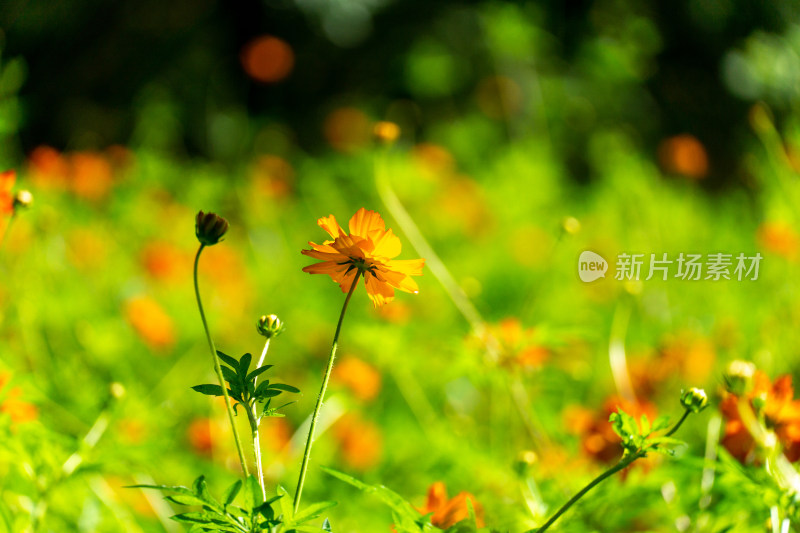 夏天公园里万寿菊花特写