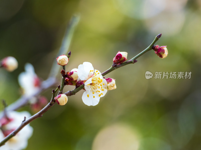 绿色背景梅花枝