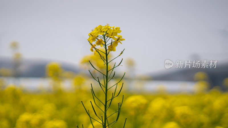 油菜花开