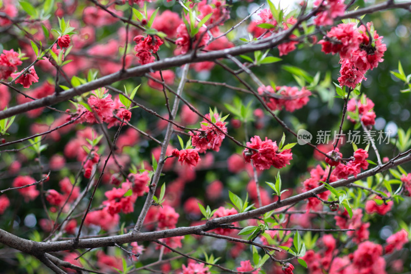 杭州西湖曲院风荷盛开的艳丽桃花特写