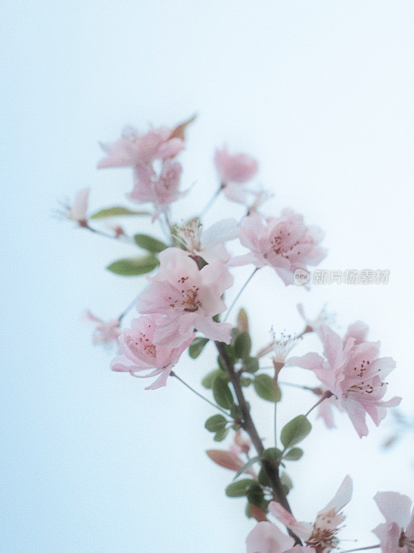 粉色花朵特写