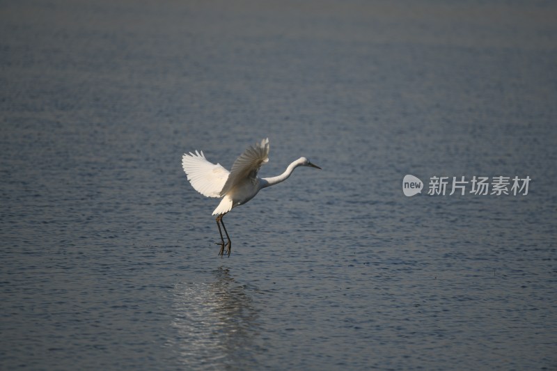 水中野生白鹭