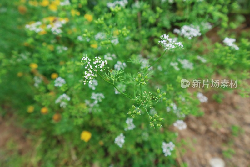 香菜开花