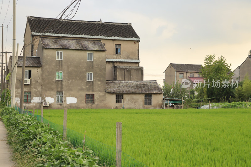 稻田村庄小景