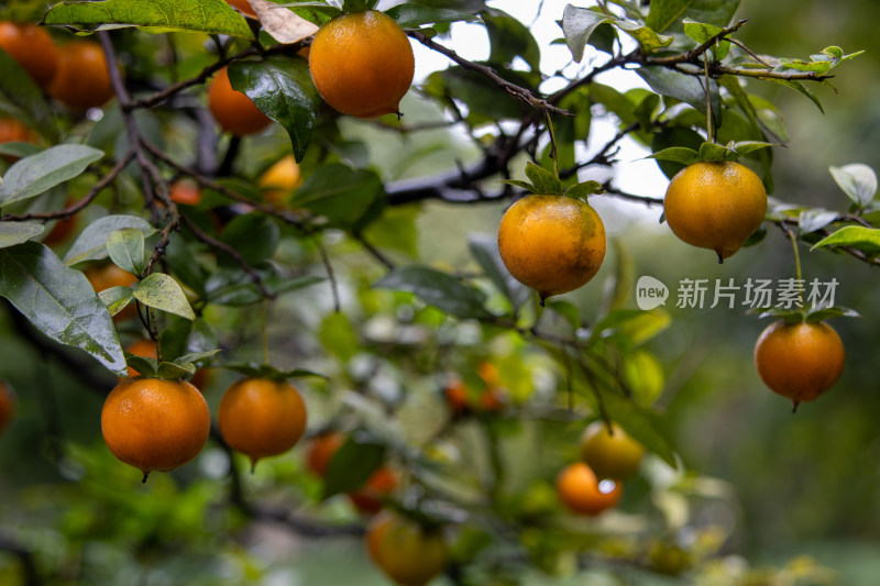 乌柿金弹子盆栽植物特写