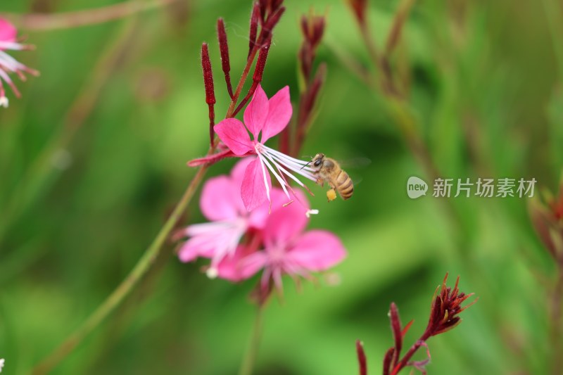 记录生活 花儿 虫儿 工作的人们 我们的世界