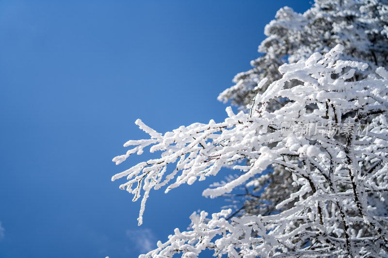 四川眉山瓦屋山景区冬日树枝上的冰雪