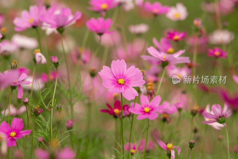 夕阳下的格桑花或波斯菊