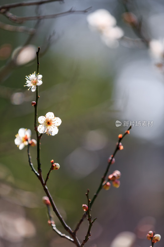 美丽的桃花