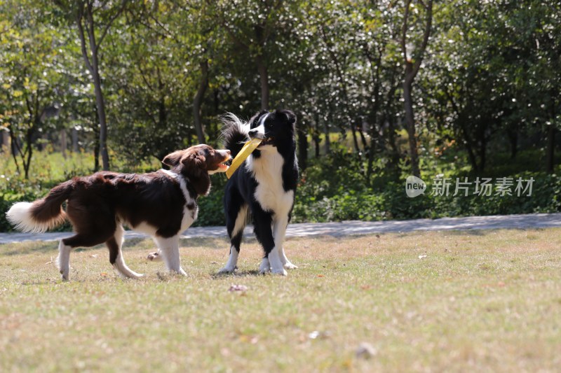 边境牧羊犬