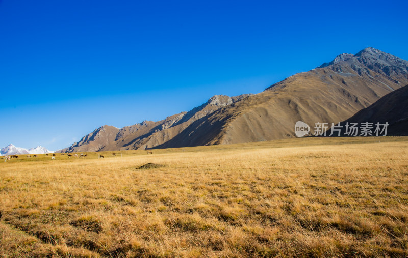 秋天荒凉高山草原自然风景