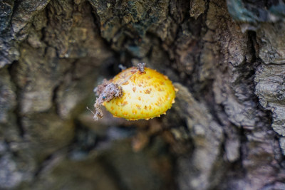 树菇树蘑菇黄色蘑菇